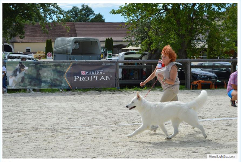 alpentrophy 2017,wso, white condor, lungoresina, pastore svizzero, white swiss shepherd, cuccioli, lungoresina, o sole mio 