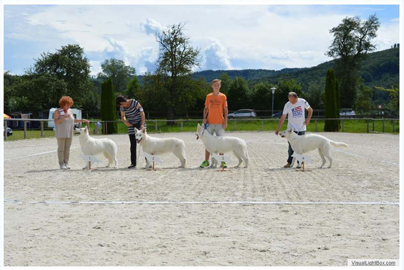 alpentrophy 2017,wso, white condor, lungoresina, pastore svizzero, white swiss shepherd, cuccioli, lungoresina, o sole mio 