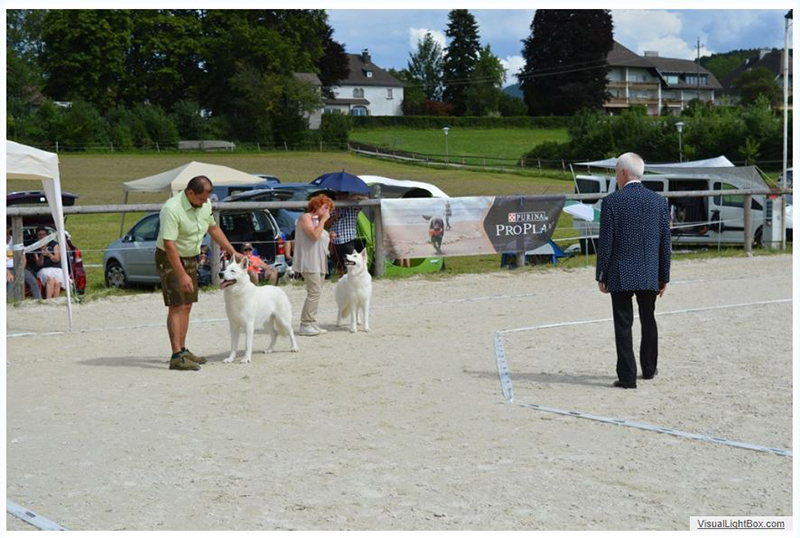 alpentrophy 2017,wso, white condor, lungoresina, pastore svizzero, white swiss shepherd, cuccioli, lungoresina, o sole mio 