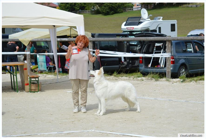 alpentrophy 2017,wso, white condor, lungoresina, pastore svizzero, white swiss shepherd, cuccioli, lungoresina, o sole mio 