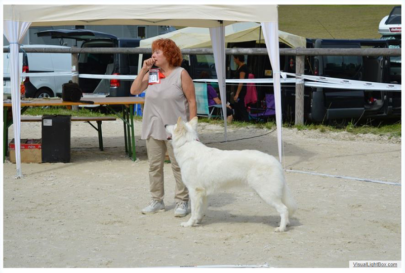 alpentrophy 2017,wso, white condor, lungoresina, pastore svizzero, white swiss shepherd, cuccioli, lungoresina, o sole mio 