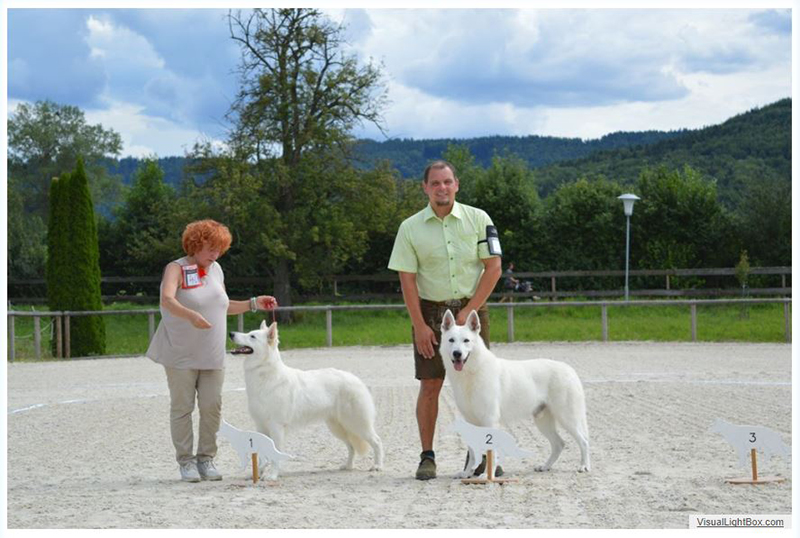alpentrophy 2017,wso, white condor, lungoresina, pastore svizzero, white swiss shepherd, cuccioli, lungoresina, o sole mio 