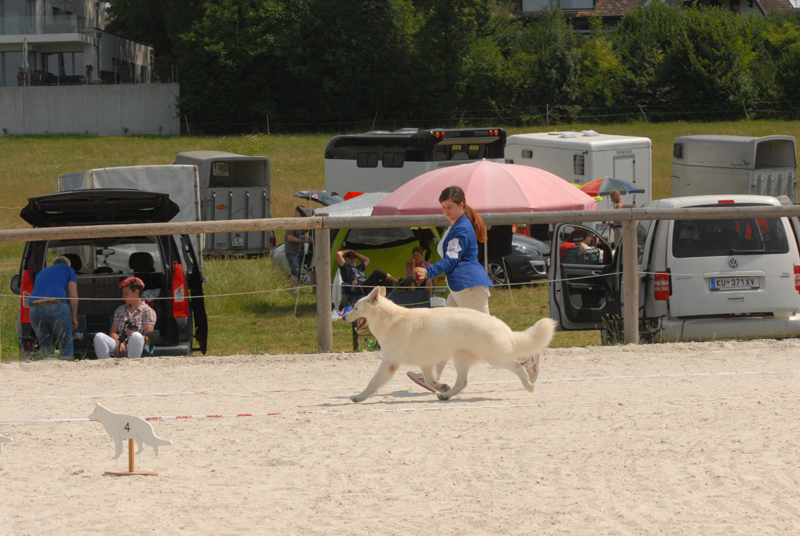 alpentrophy 2017,wso, white condor, lungoresina, pastore svizzero, white swiss shepherd, cuccioli, lungoresina, o sole mio 