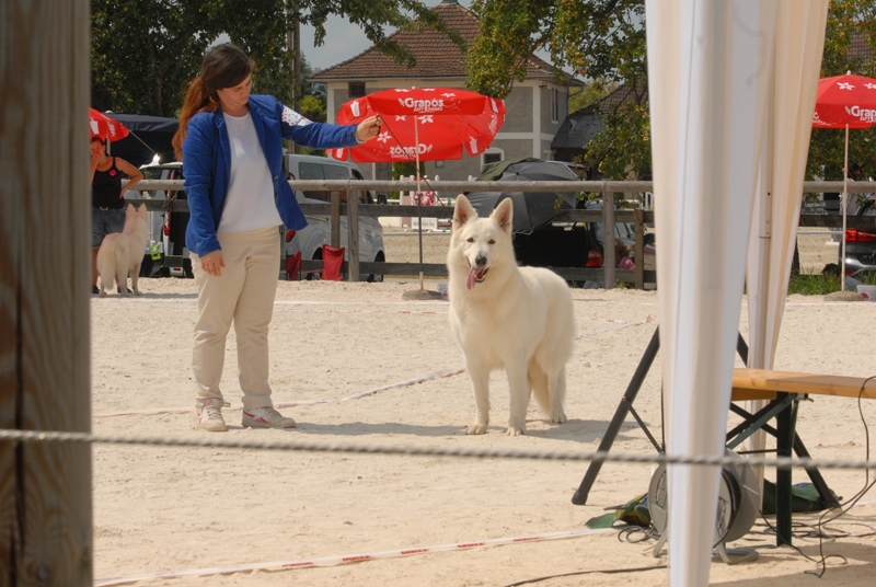 alpentrophy 2017,wso, white condor, lungoresina, pastore svizzero, white swiss shepherd, cuccioli, lungoresina, o sole mio 