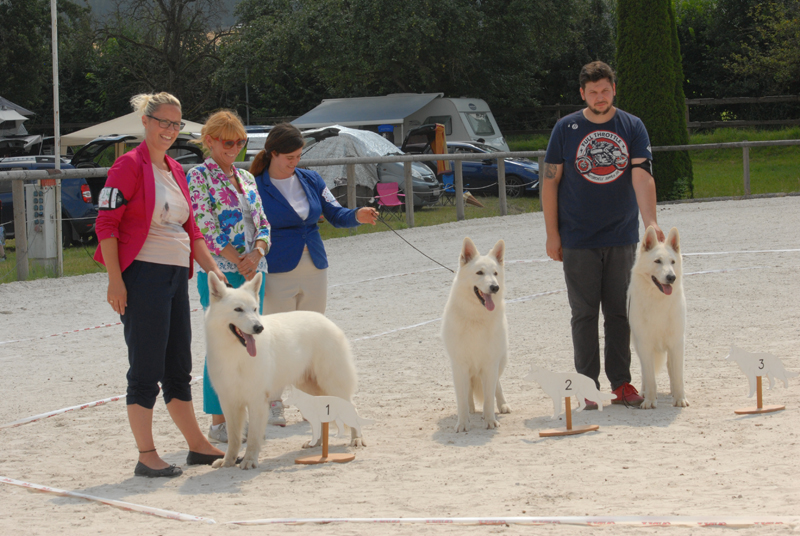 alpentrophy 2017,wso, white condor, lungoresina, pastore svizzero, white swiss shepherd, cuccioli, lungoresina, o sole mio 