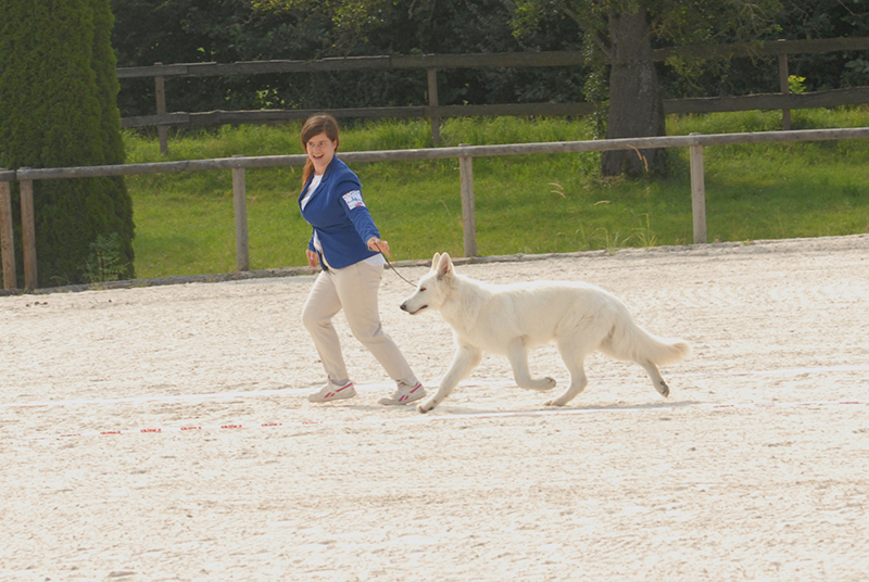 alpentrophy 2017,wso, white condor, lungoresina, pastore svizzero, white swiss shepherd, cuccioli, lungoresina, o sole mio 