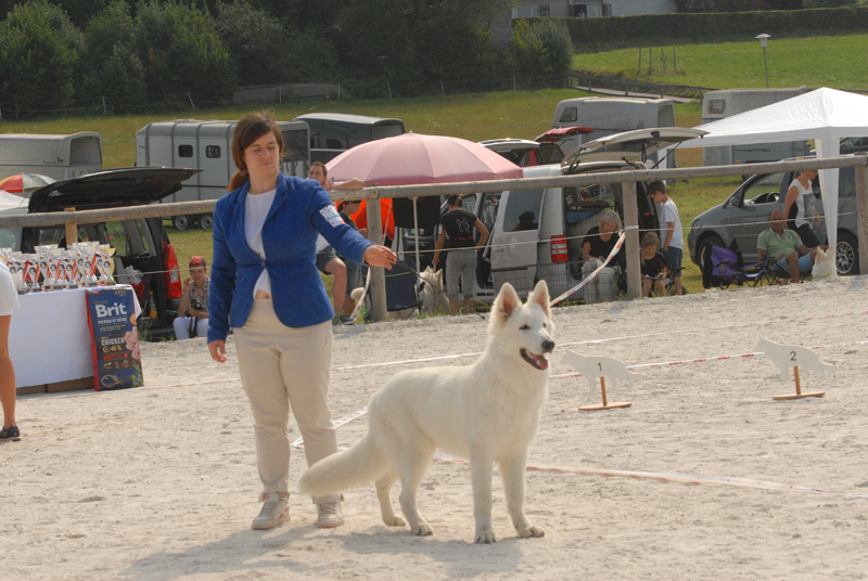 alpentrophy 2017,wso, white condor, lungoresina, pastore svizzero, white swiss shepherd, cuccioli, lungoresina, o sole mio 