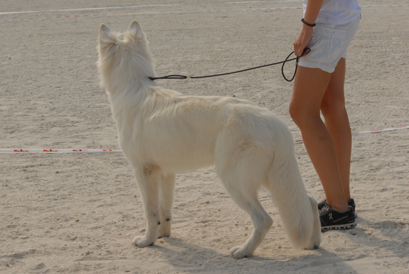 alpentrophy 2017,wso, white condor, lungoresina, pastore svizzero, white swiss shepherd, cuccioli, lungoresina, o sole mio 