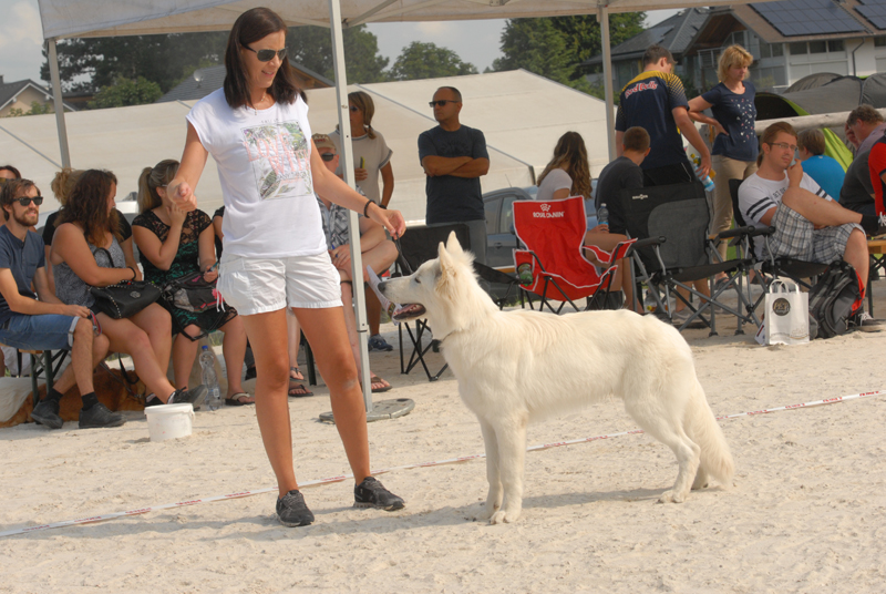 alpentrophy 2017,wso, white condor, lungoresina, pastore svizzero, white swiss shepherd, cuccioli, lungoresina, o sole mio 