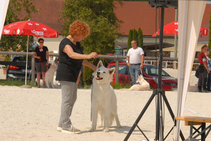 alpentrophy 2017,wso, white condor, lungoresina, pastore svizzero, white swiss shepherd, cuccioli, lungoresina, o sole mio 