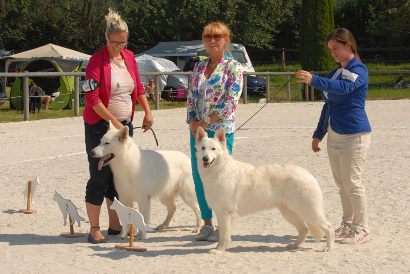 alpentrophy 2017,wso, white condor, lungoresina, pastore svizzero, white swiss shepherd, cuccioli, lungoresina, o sole mio 