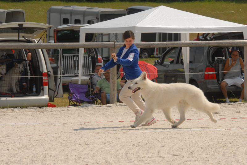 alpentrophy 2017,wso, white condor, lungoresina, pastore svizzero, white swiss shepherd, cuccioli, lungoresina, o sole mio 