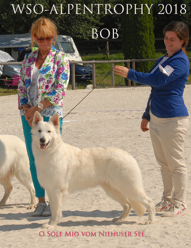 alpentrophy, lungoresina, o sole mio , pastore svizzero bianco, berger blanc suisse, white swiss shepherd