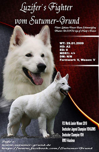 luzifer fighter sutumer grund, white condor, lungoresina, cuccioli pastore svizzero,