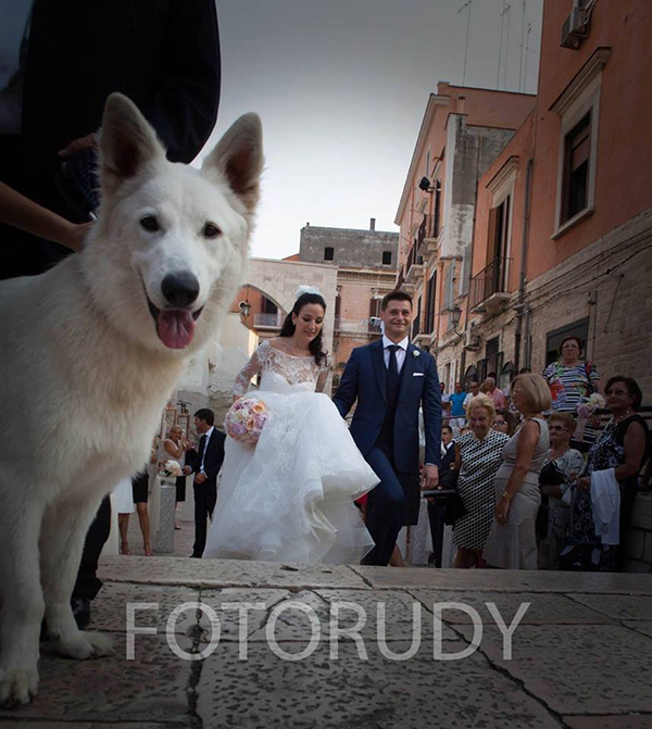 pastore_svizzero_bianco_matrimonio