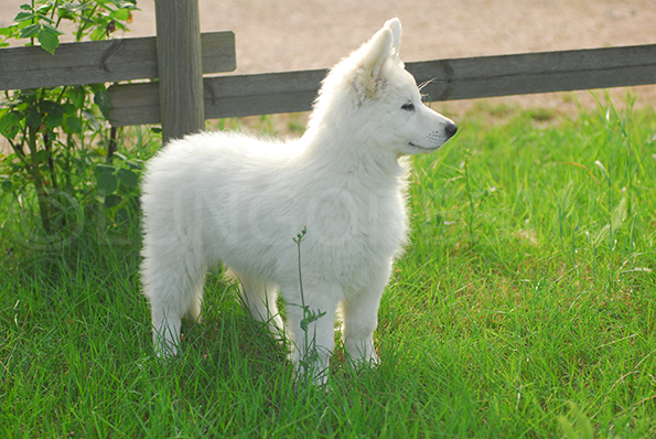 sutumer grund white swiss shepherd lungoresina