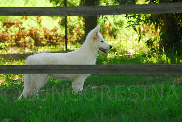 lungoresina, sutumer grund, white swiss shepherd