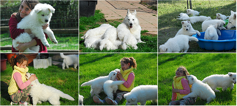 pastore_svizzero_bianco_cuccioli