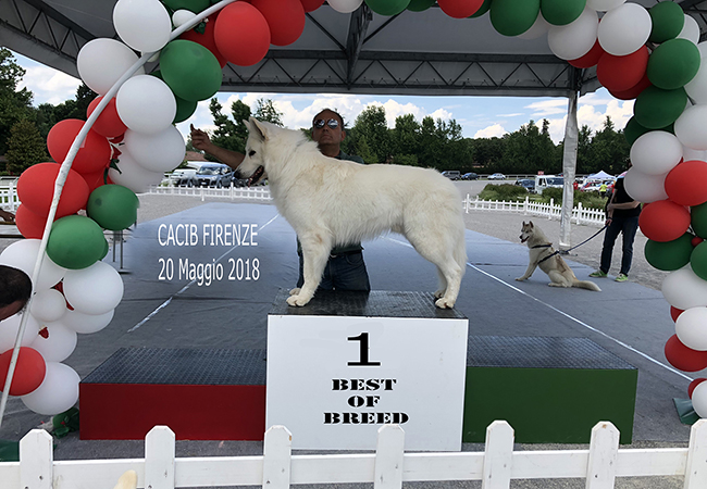 pastore svizzero bianco, gulliver, lungoresina, white swiss shepherd