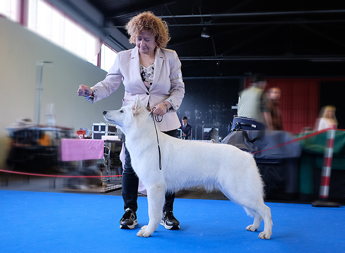 Carmen, pastore svizzero bianco, lungoresina, white condor, cuccioli, PSBCI, WSO, white swiss shepherd, 