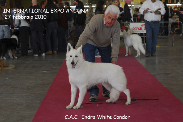 C.A.C Indra White Condor