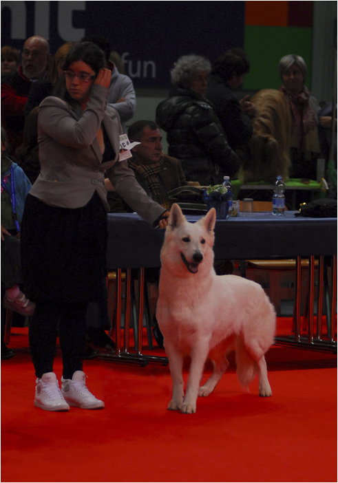 Indra White Condor