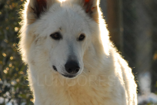 Indra of White Condor