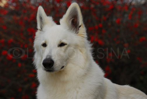 Indra of White Condor