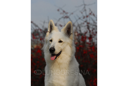 Indra of White Condor