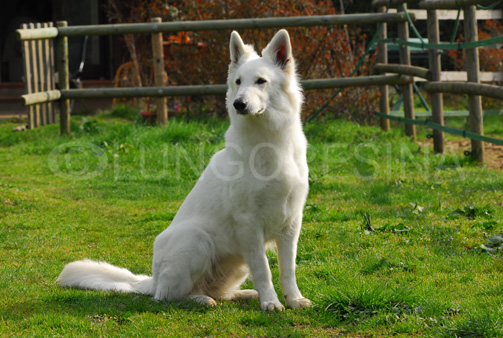 Indra of White Condor