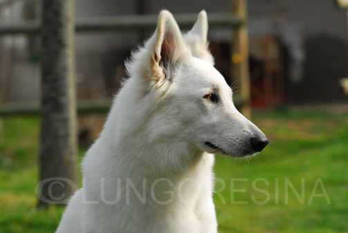 Indra of White Condor
