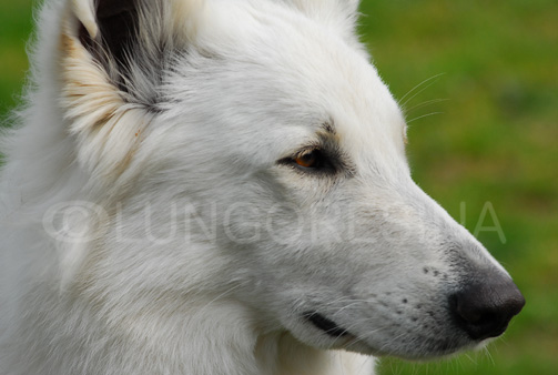 Indra of White Condor