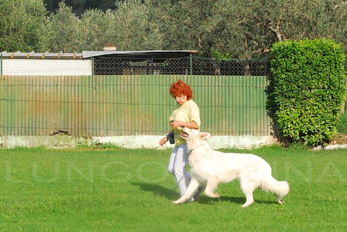 pastore_svizzero_lavoro_BH_lungoresina_spock