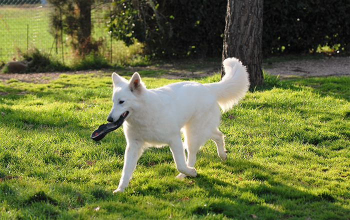 o sole mio, pastore svizzero bianco, lungoresina, white condor, niehuser see