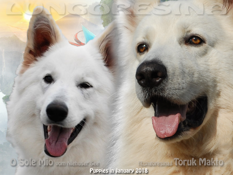 toruk makto, o sole mio, vom niehuser see, lungoresina, pastore svizzero bianco, white condor, amaroq