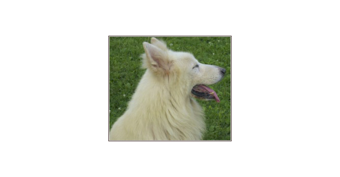 Silver Star of Kingsmeadow 