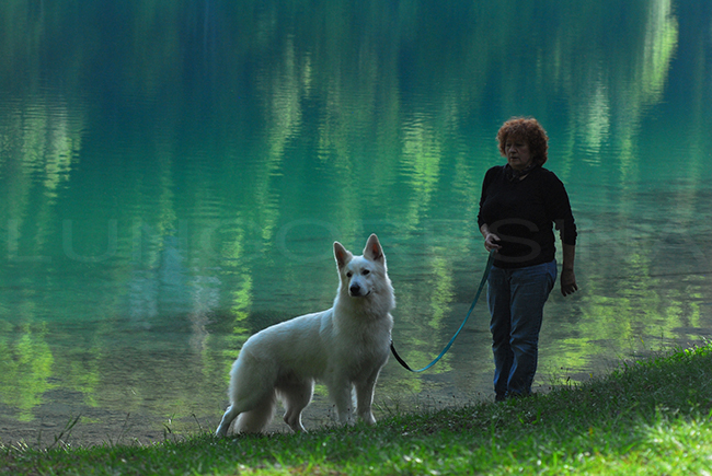 pastore_svizzero_bianco_lago_fusine