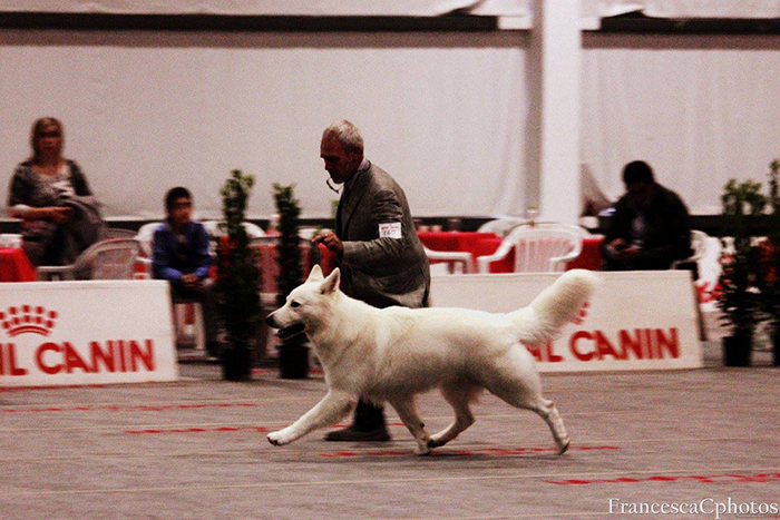 toruk_makto, pastore_svizzero_bianco, best in show, lungoresina, white_condor, esposizione_canina_bastia_umbra_2015