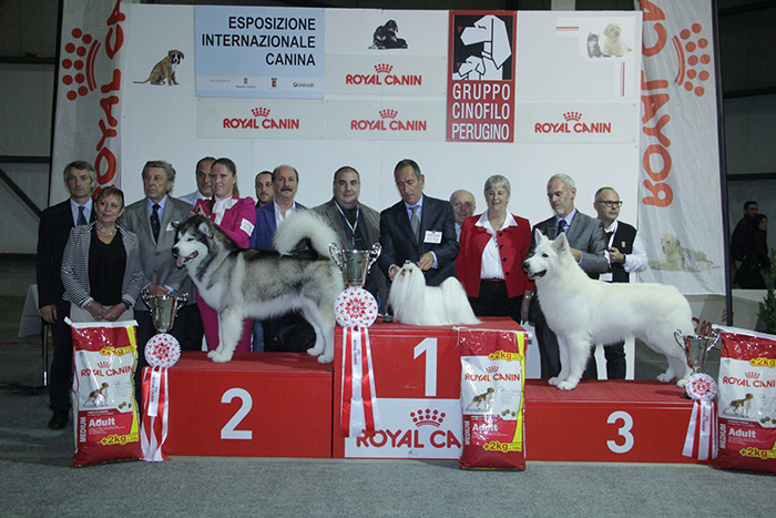 toruk_makto, best_in_show, pastore_svizzero_bianco,lungoresina,white_condor