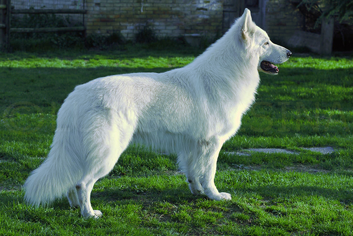toruk makto, pastore svizzero bianco, white condor, lungoresina, pastore svizzero ipo1,