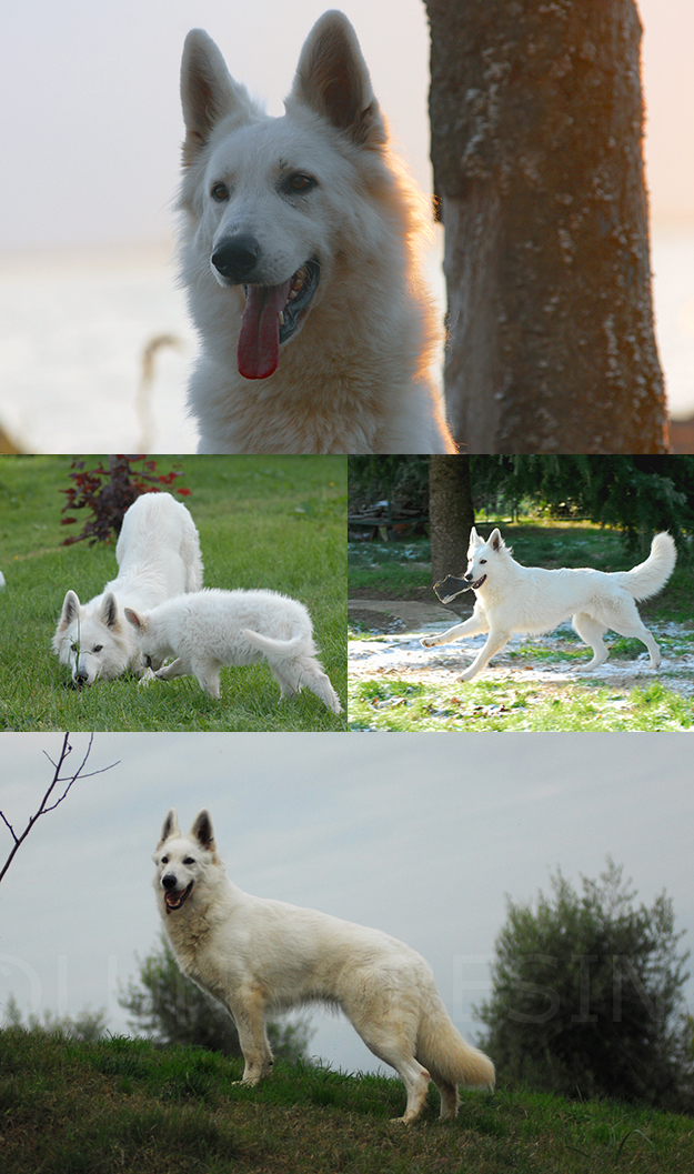 pastore svizzero bianco, lungoresina, cuccioli, white condor