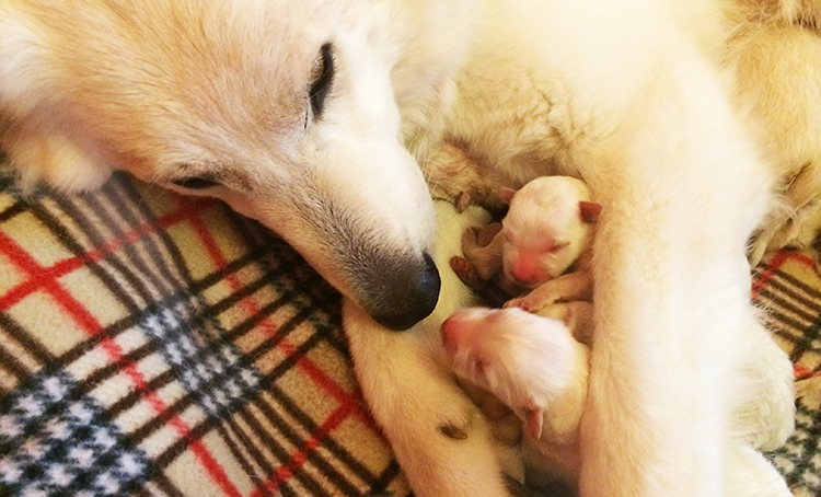 pastore svizzero bianco cuccioli