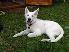 lungoresina cuccioli pastore svizzero bianco