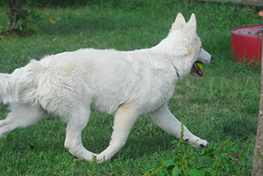 lupo bianco