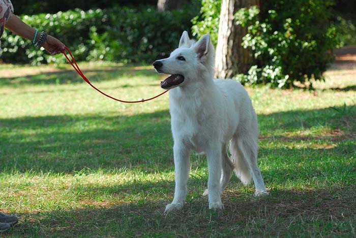 pastore svizzero bianco, lungoresina, allevamenti, cuccioli