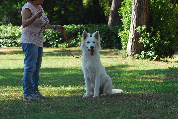 pastore svizzero bianco, lungoresina, allevamenti, cuccioli