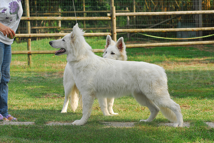 pastore svizzero bianco, cuccioli, allevamenti, lungoresina, pelo lungo