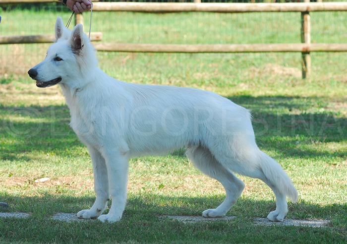 pastore svizzero bianco, lungoresina, cuccioli, allevamenti