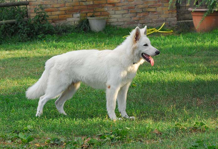 pastore svizzero bianco, lungoresina, cuccioli, allevamenti