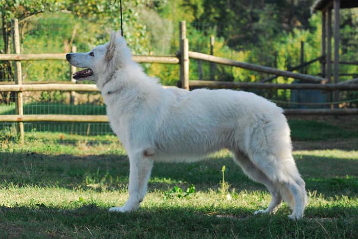 pastore svizzero bianco, lungoresina, cuccioli, allevamenti